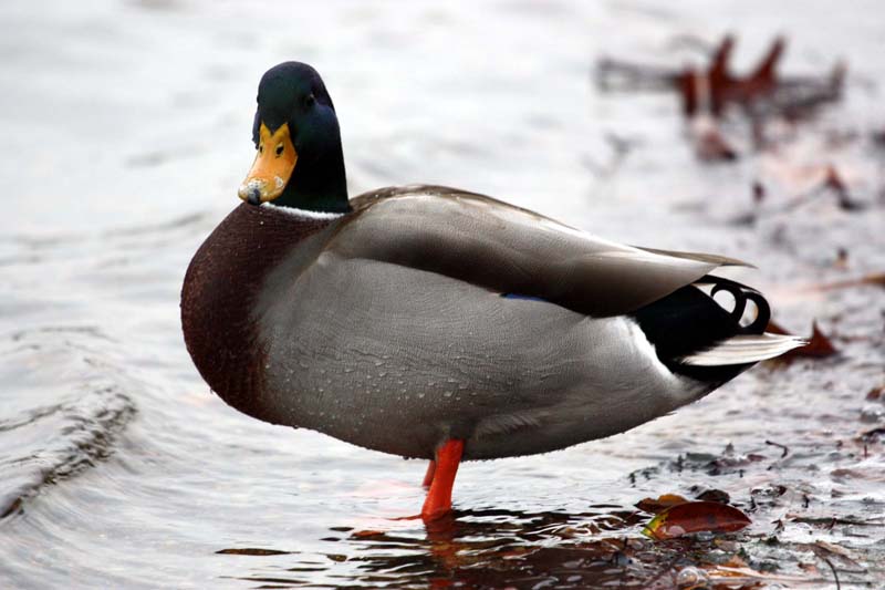 Going for a Dip...