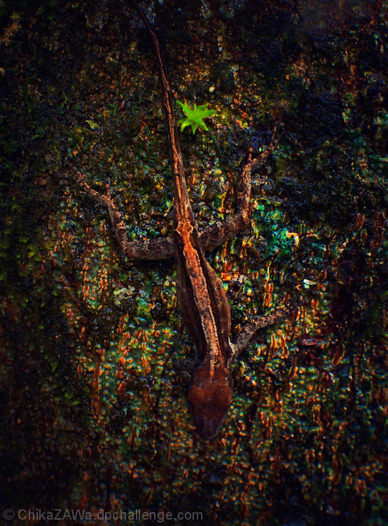 Camouflage
