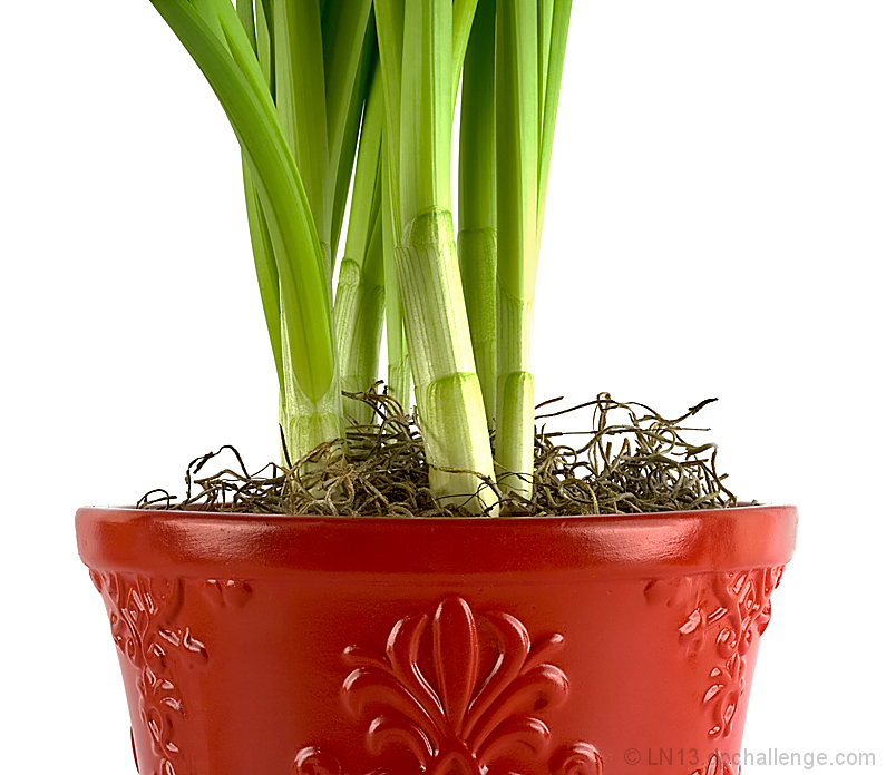 Paperwhites