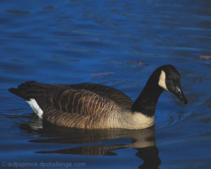 Canadian Goose