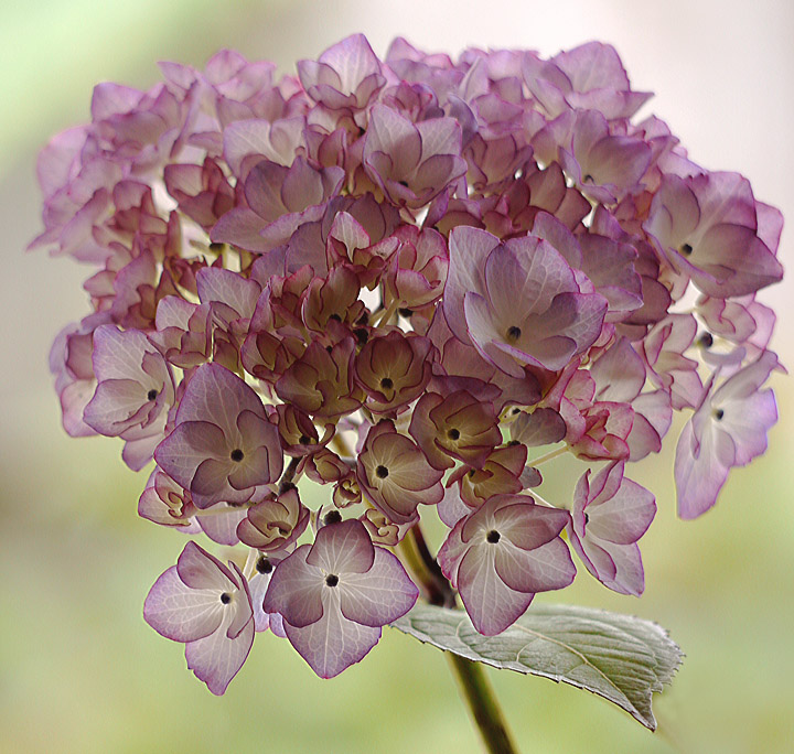 Hydrangea