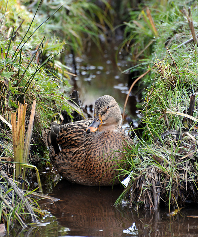 Mallard