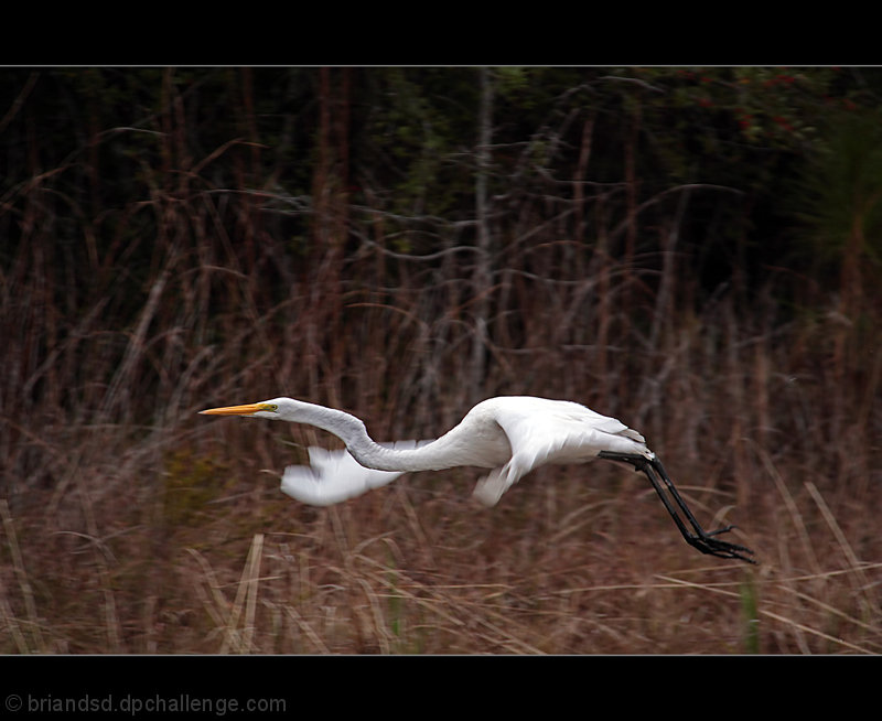 Flight of the Egret