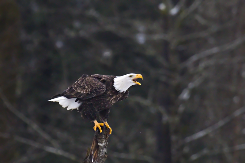 Screaming Eagle