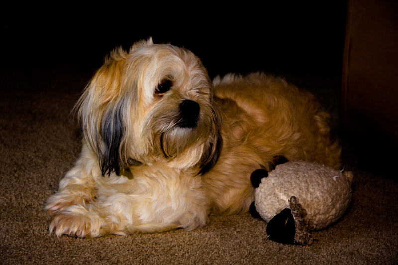 Jackie & his Favorite Toy