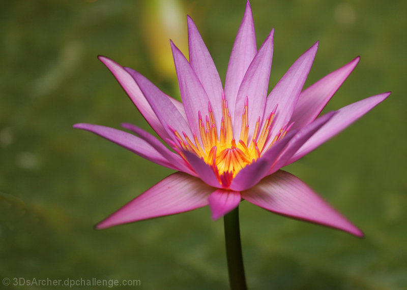 Winter Garden Lily