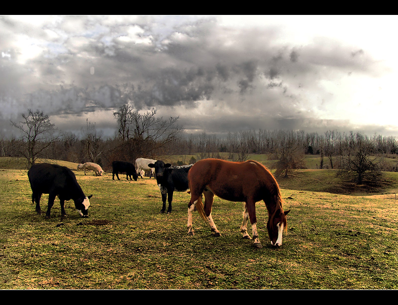 All Creatures Great and Small