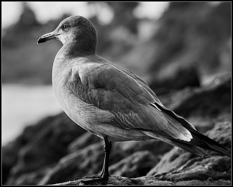 Gull at Sunset