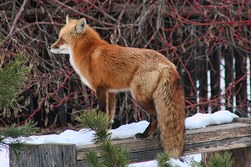 Back yard fox in full winter coat