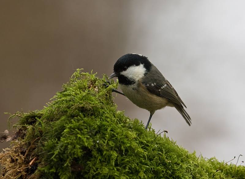 Periparus ater - Coal Tit