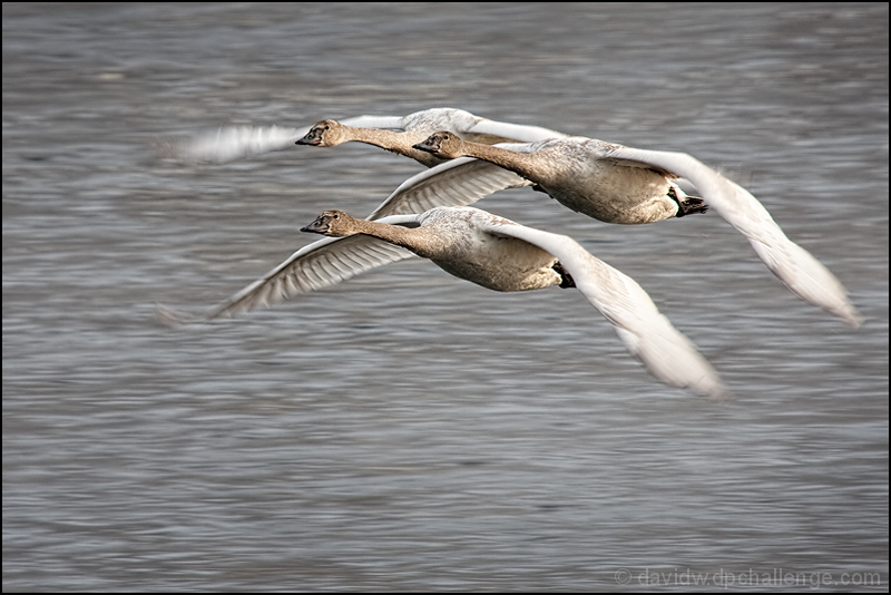 3 Young Swans