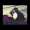 Sordid Inner City Cat Love