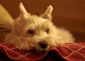 Couch Potato