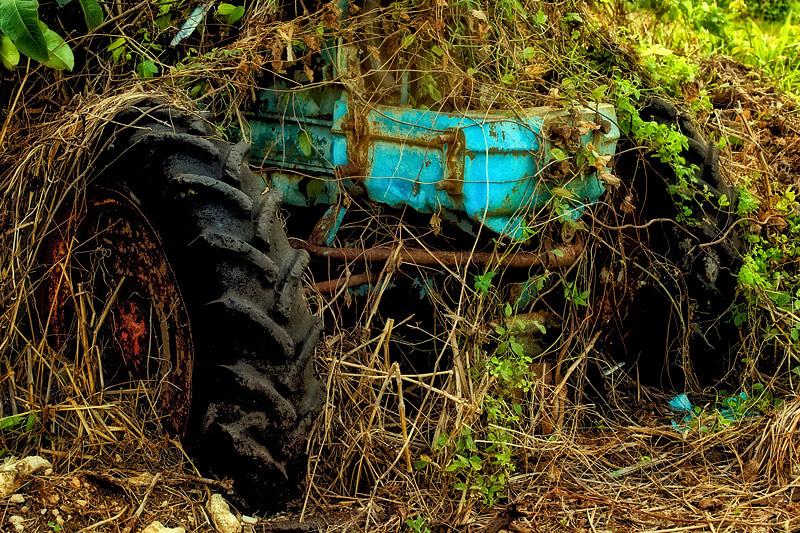 Overgrown