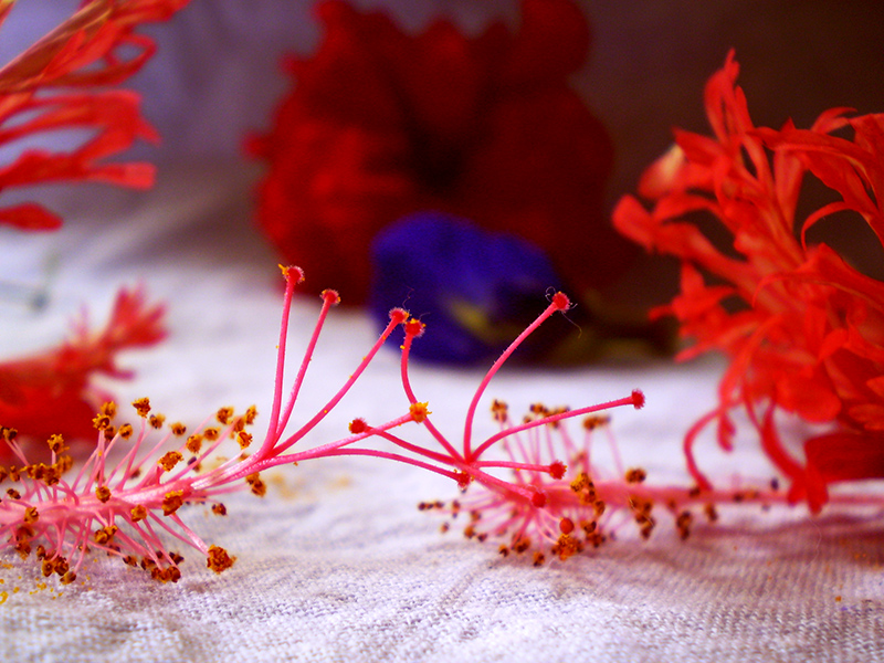Blooming Love