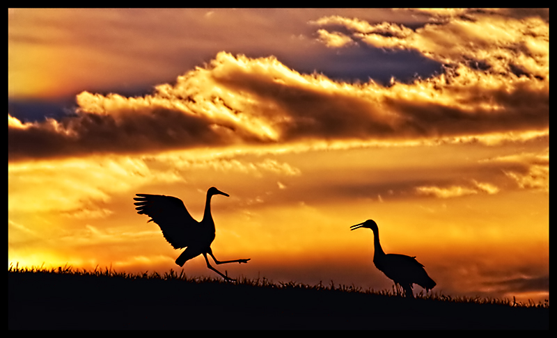 Dance of Love