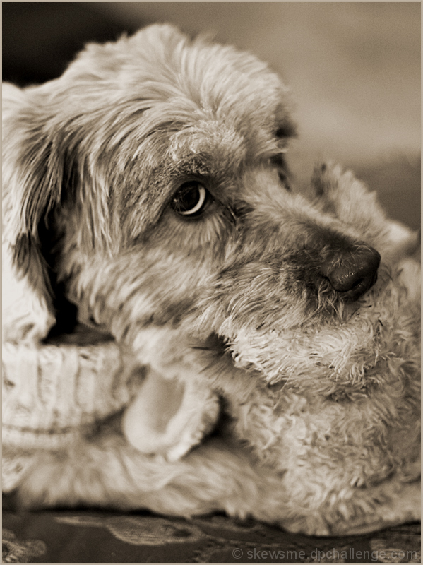 where the dog ends and the stuffed animal begins
