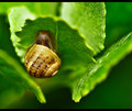 Slimy snails