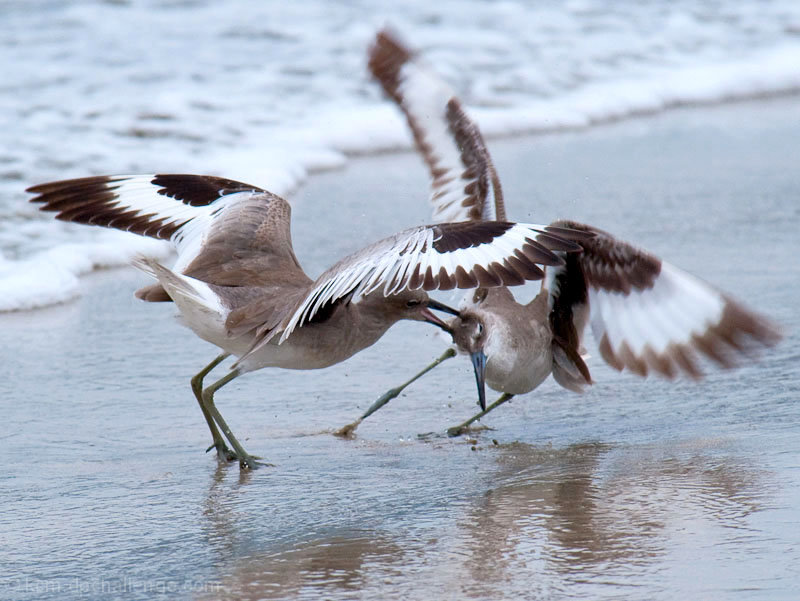 Scrapping Sandpipers