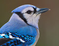 Bluejay