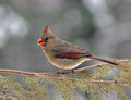 Female Northern Cardinal