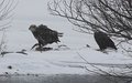 Daddy Bald Eagle Watching Immature Bald Eagle with Catch