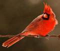 "Redbird"