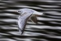 Flight