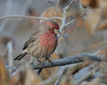 House Finch