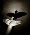 Shadowland