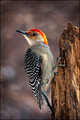 Red Bellied Woodpecker