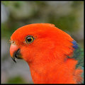 EYE SEE RED alisterus scapularis
