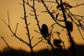 Song Bird