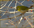 White-eye