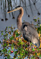 Great Blue Heron