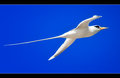 White-tailed Tropic Bird