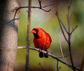 Treetop Cardinal
