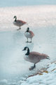 Frozen Geese