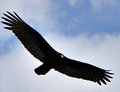 High flying Vulture