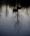 Shooting Ducks On A Pond