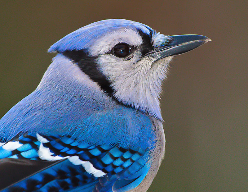 Bluejay