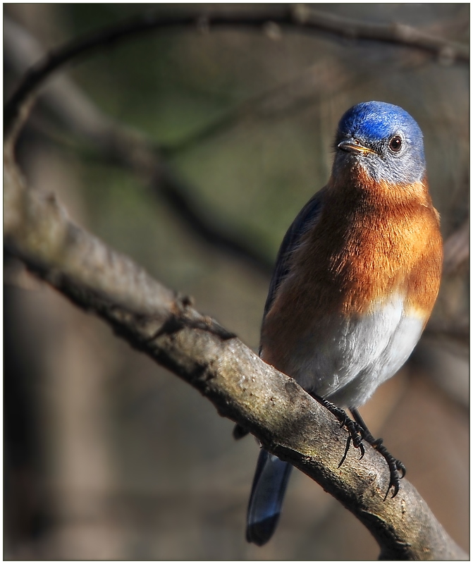 Vawendy Sent Me A Bluebird!