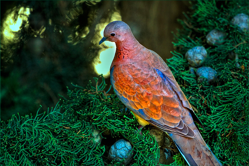 The Ornament