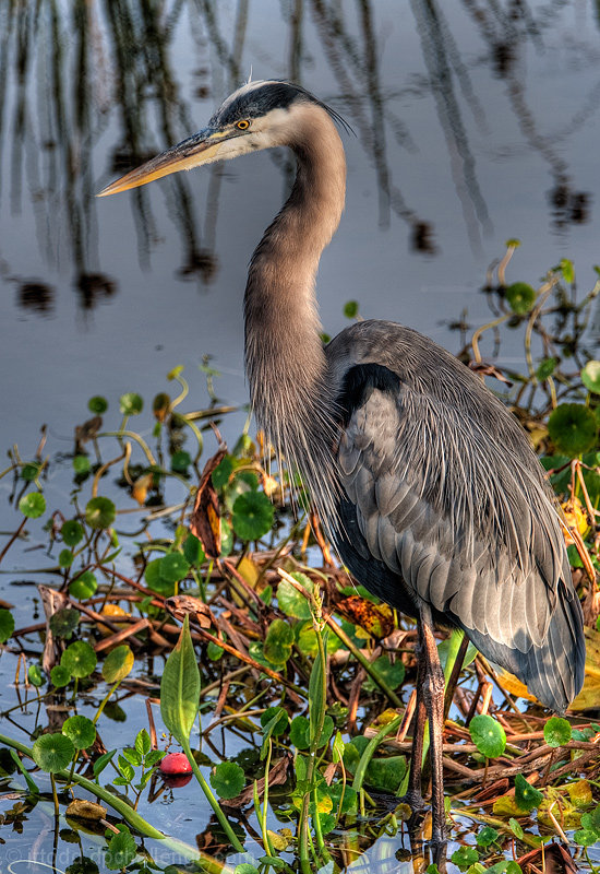 Great Blue Heron