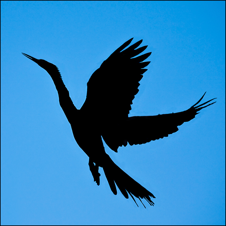 Anhinga