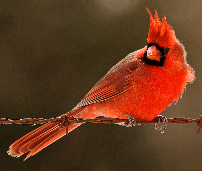 "Redbird"