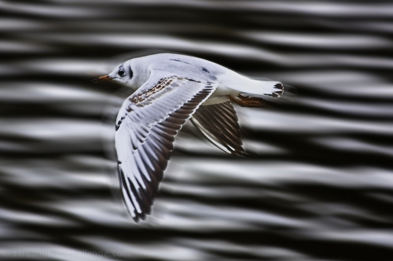 Flight