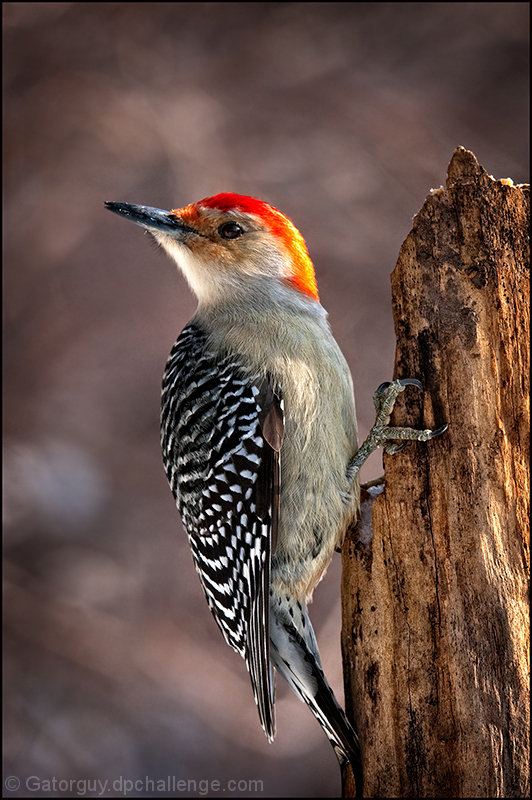 Red Bellied Woodpecker