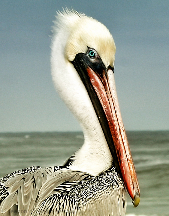His Beak Can Hold More Than His Belly Can