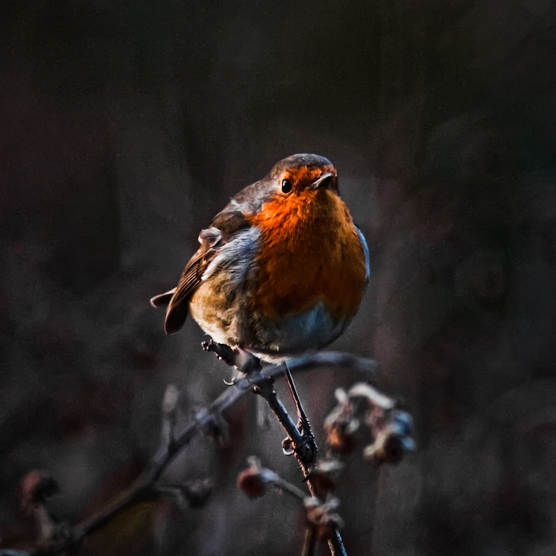 Robin